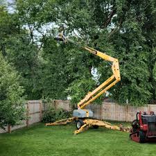 How Our Tree Care Process Works  in  West Bend, WI