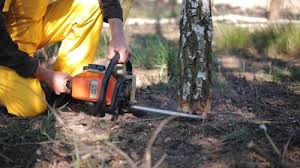 Best Tree Mulching  in West Bend, WI