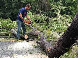  West Bend, WI Tree Services Pros