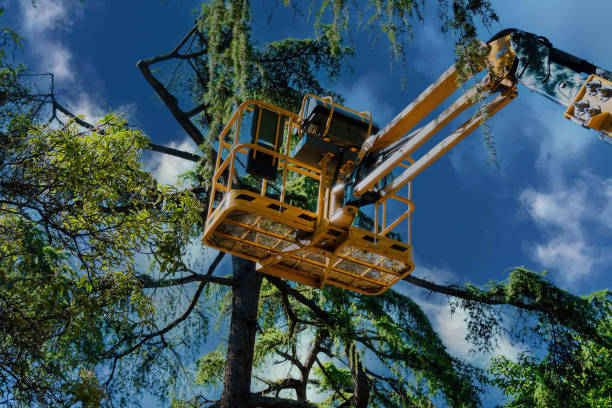 Professional Tree Services in West Bend, WI