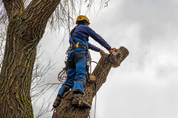 Best Seasonal Cleanup (Spring/Fall)  in West Bend, WI