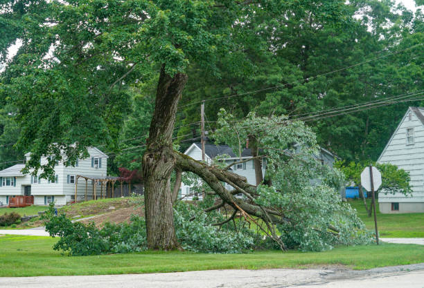 Best Tree Removal  in West Bend, WI